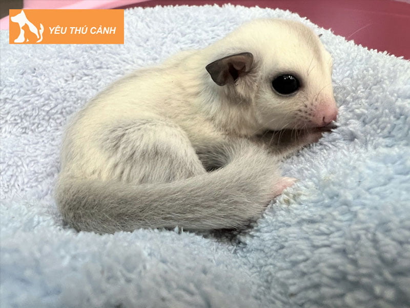 cach-chon-soc-bay-uc-chuan-dep-thucanh