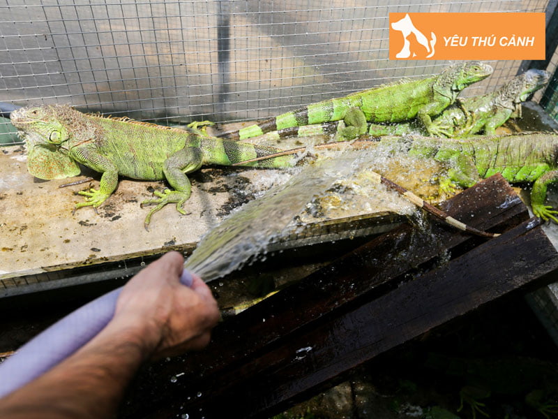 cach-lam-chuong-nuoi-iguana-ngoai-troi-thucanh