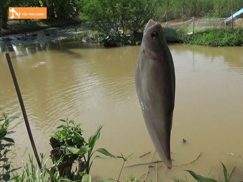 Cach-lam-moi-cau-ca-thac-lac-thucanh