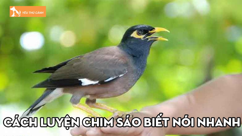 Cách luyện chim sáo biết nói nhanh, hiệu quả cho người mới