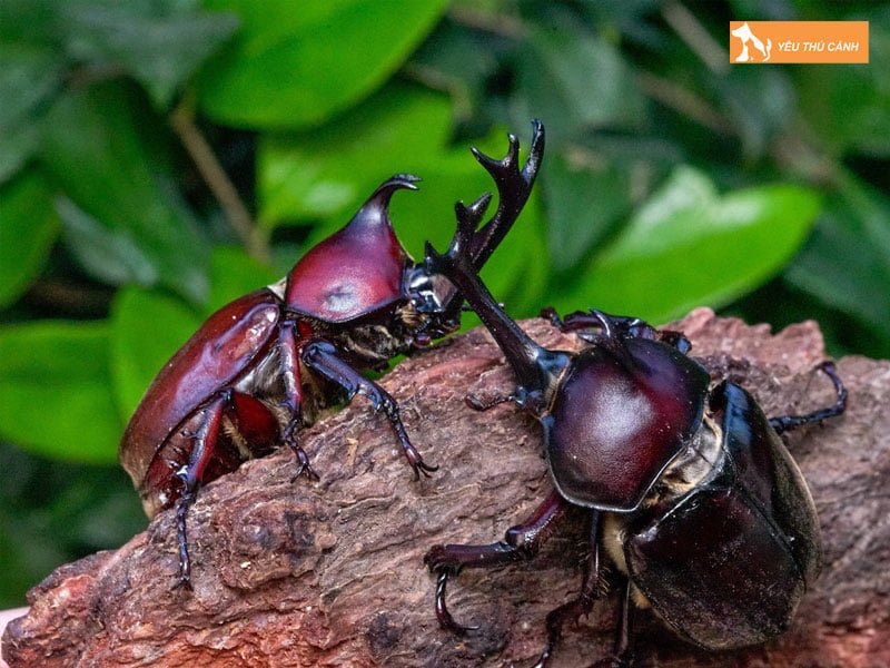 cach-nuoi-bo-canh-cung-1-thucanh