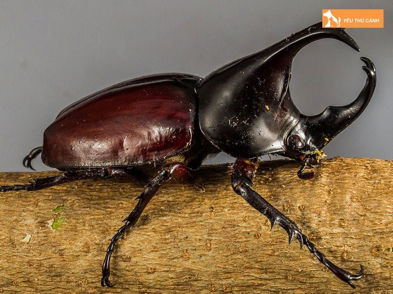 cach-nuoi-bo-canh-cung-thucanh