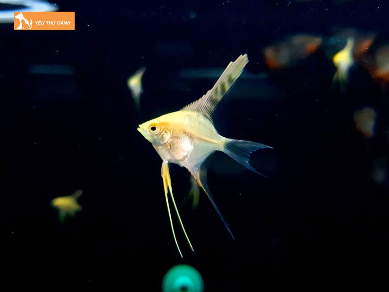 cach-nuoi-ca-ong-tien-1-thucanh