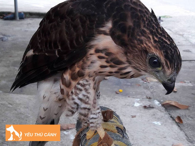 cach-nuoi-chim-ung-an-thucanh