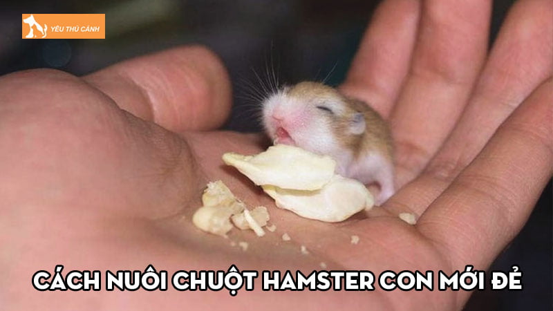 Cách nuôi chuột hamster con mới đẻ không có mẹ hữu ích Cách nuôi chuột hamster con mới đẻ không có mẹ hữu ích