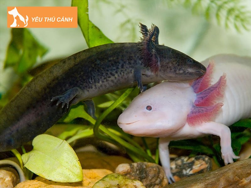 cach-nuoi-ky-nhong-mexico-1-thucanh