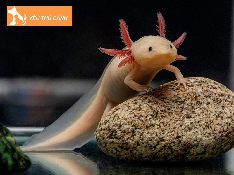 cach-nuoi-ky-nhong-mexico-thucanh