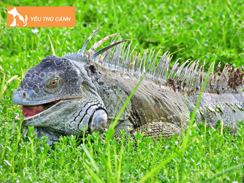 cach-nuoi-ky-nhong-trong-thoi-ky-lot-da-thucanh