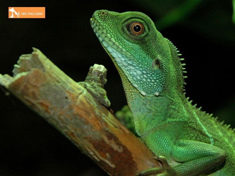 cach-nuoi-rong-dat-dung-ky-thuat-nhanh-lon-mau-dep-1-thucanh