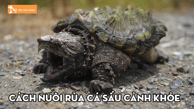 Cách nuôi Rùa Cá Sấu cảnh khỏe mạnh hiệu quả nhất