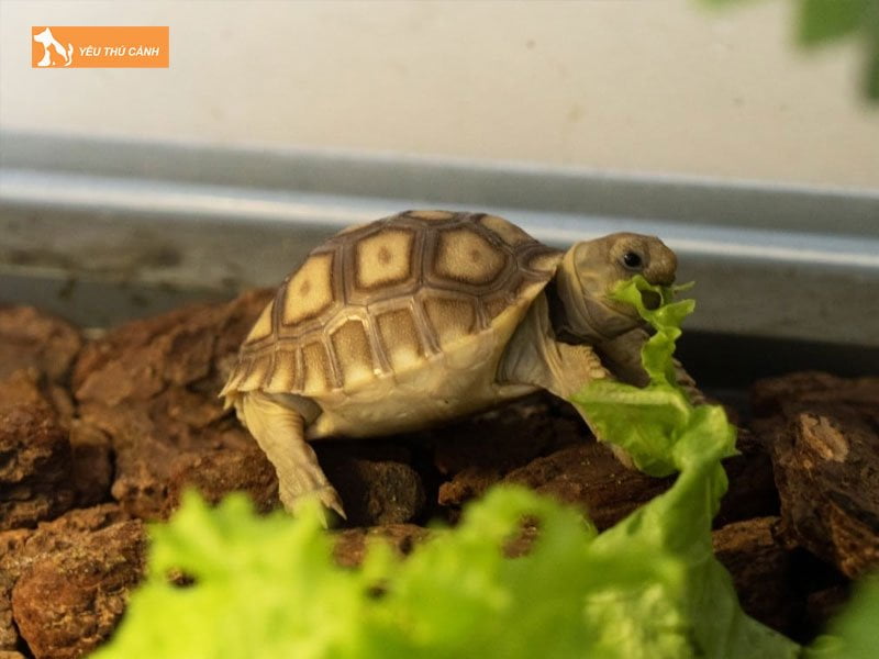 cach-nuoi-rua-sulcata-1-thucanh