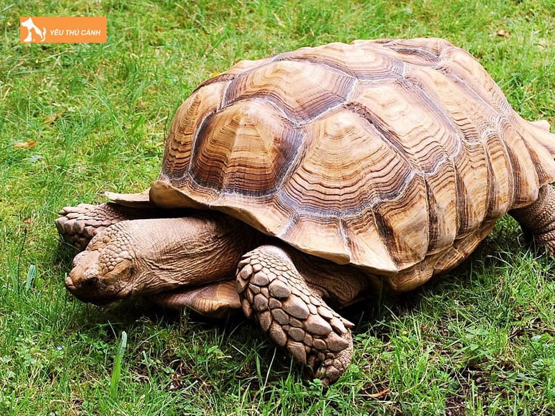 cach-nuoi-rua-sulcata-2-thucanh