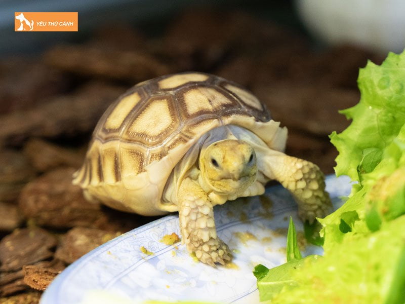 cach-nuoi-rua-sulcata-thucanh