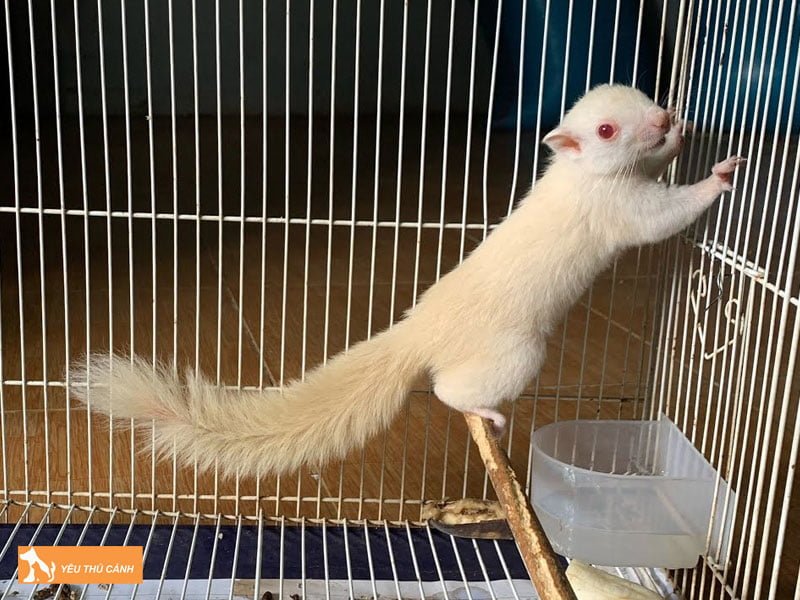cach-nuoi-soc-bong-mau-lon-hieu-qua-thucanh