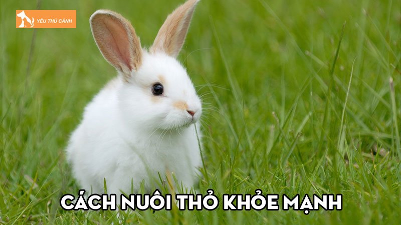 Cách nuôi thỏ khỏe mạnh và một vài lưu ý cần quan tâm