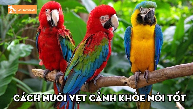 Cách nuôi vẹt cảnh như thế nào để mau lớn, khỏe đẹp, nói tốt? Cách nuôi vẹt cảnh như thế nào để mau lớn, khỏe đẹp, nói tốt?