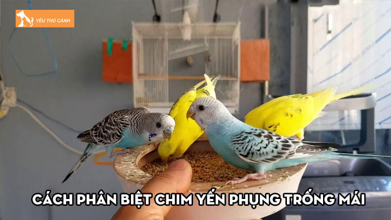 Cách phân biệt chim Yến Phụng trống mái và ghép đôi sinh sản