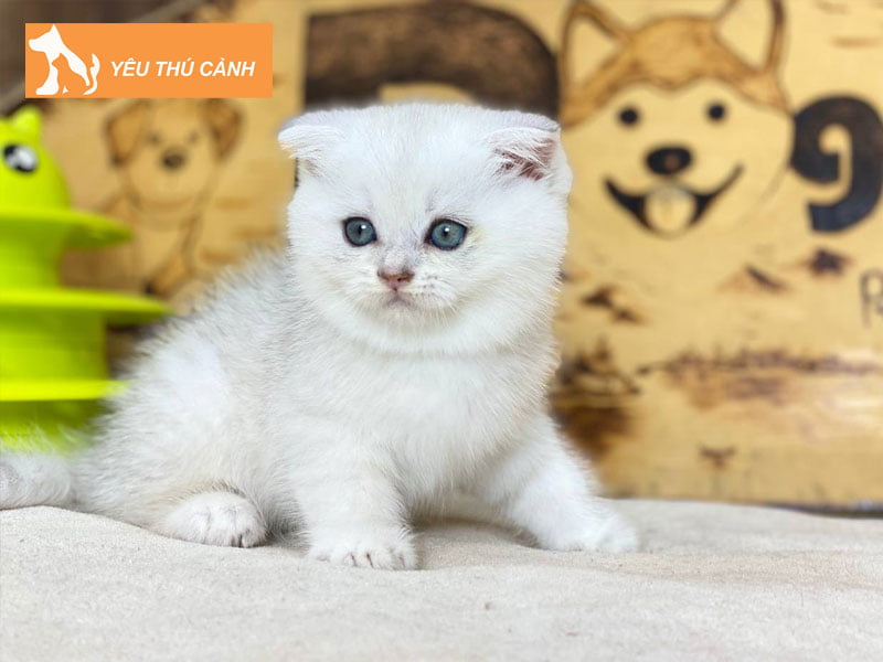 cach-phan-biet-meo-silver-shaded-va-silver-chinchilla-1-thucanh