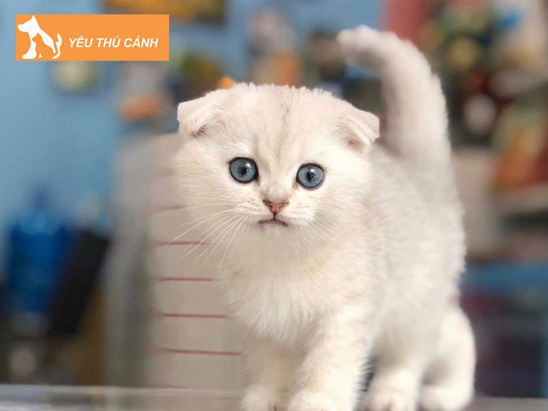 cach-phan-biet-meo-silver-shaded-va-silver-chinchilla-thucanh