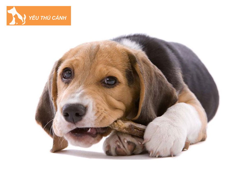 cach-phong-tranh-cho-an-nhua-di-vat-thucanh