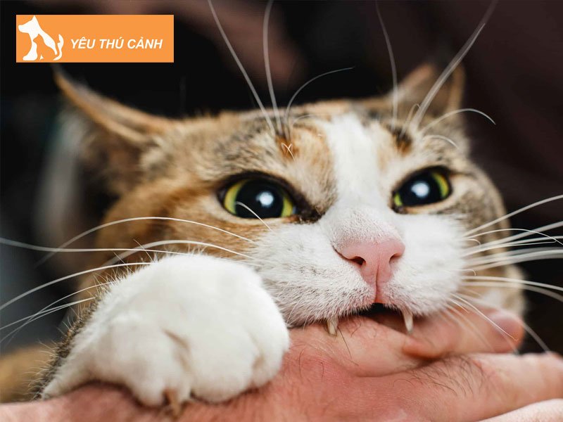 cach-so-cuu-khi-bi-meo-can-thucanh