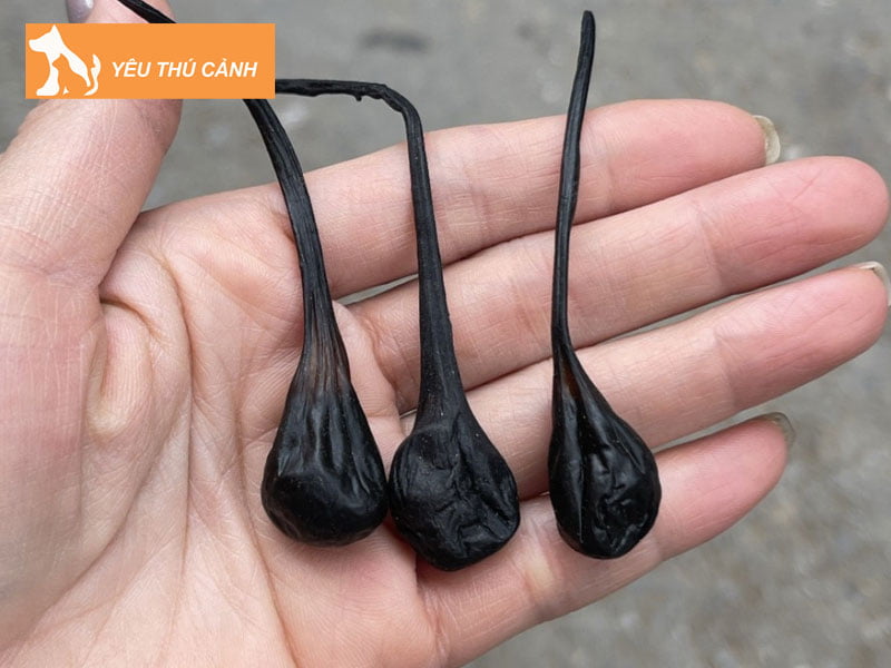 cach-su-dung-mat-ky-da-chua-benh-thucanh