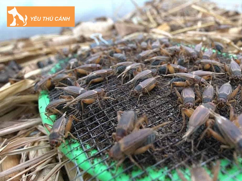 cach-thuc-cho-de-men-an-che-do-an-uong-1-thucanh