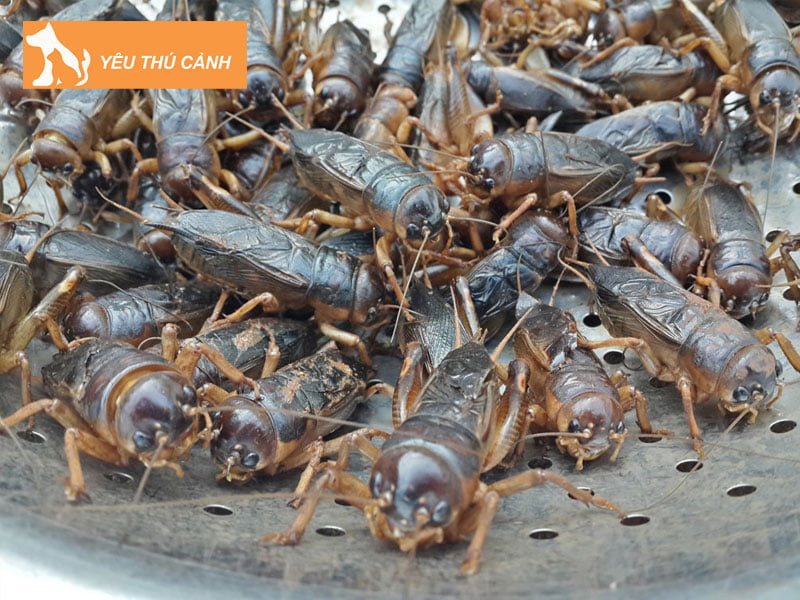 cach-thuc-cho-de-men-an-che-do-an-uong-thucanh