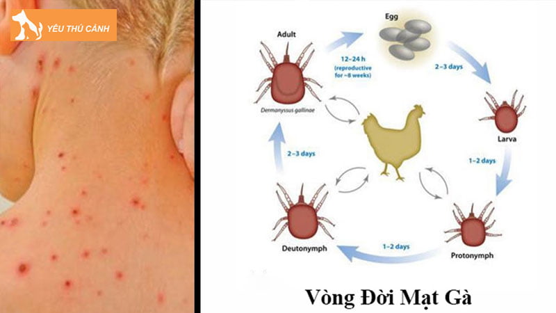 cach-tri-mat-ga-nhu-the-nao-thucanh