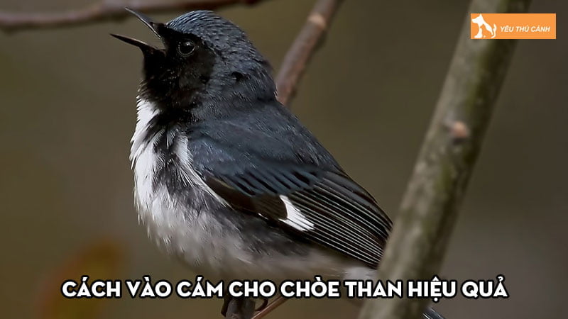 Cách vào cám cho chòe than hiệu quả giúp chim nhanh thuần Cách vào cám cho chòe than hiệu quả giúp chim nhanh thuần