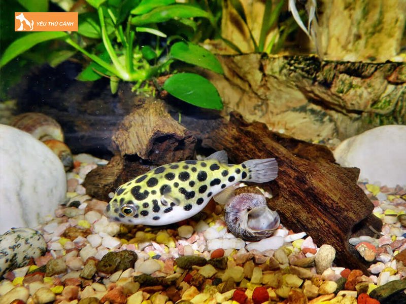 cach-xu-ly-oc-hai-trong-be-1-thucanh