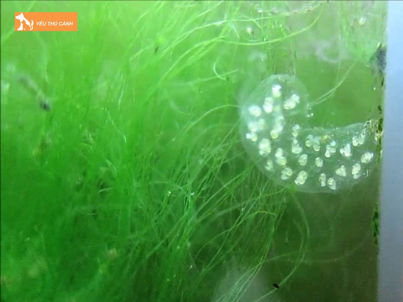 cach-xu-ly-oc-hai-trong-be-2-thucanh