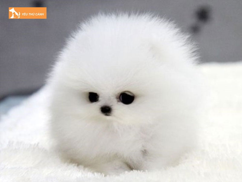 can-nang-cua-cho-phoc-soc-mini-thucanh