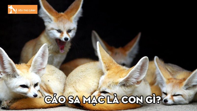 Cáo sa mạc là con gì? Thông tin về loài cáo nhỏ nhất thế giới