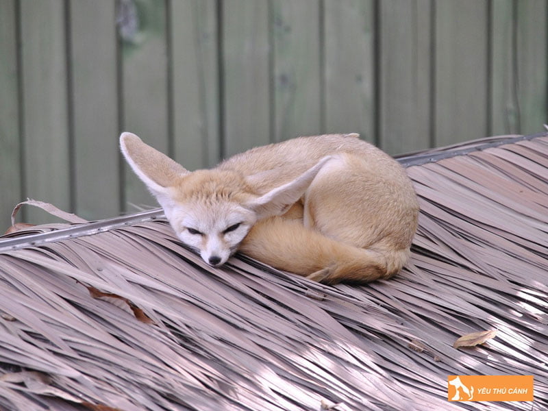 cao-sa-mac-la-con-gi-thucanh