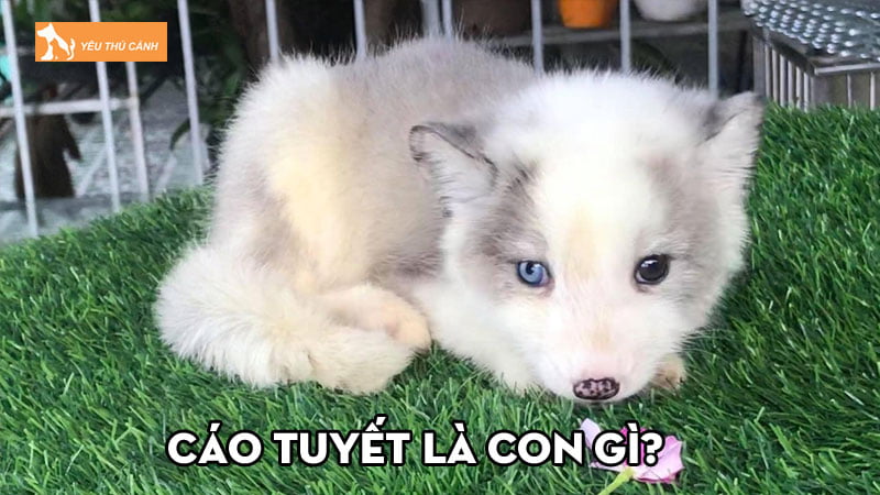 Cáo tuyết là con gì? Giá bao nhiêu và những điều thú vị