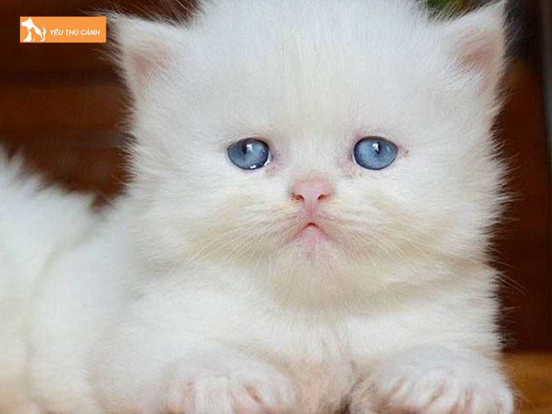 cau-noi-thu-vi-ve-meo-cung-thucanh