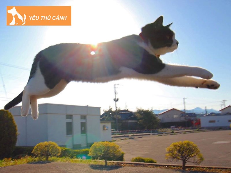 cau-tao-bo-xuong-cua-meo-thucanh