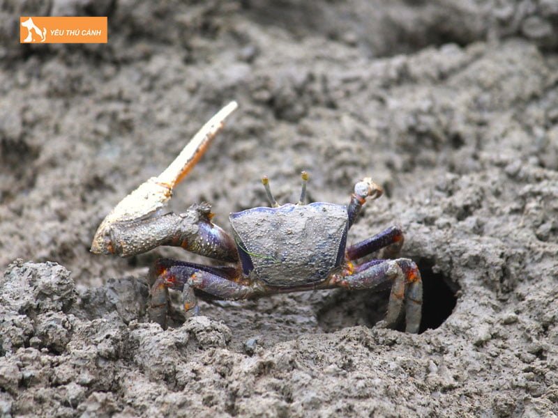 cay-fiddler-crab-thucanh