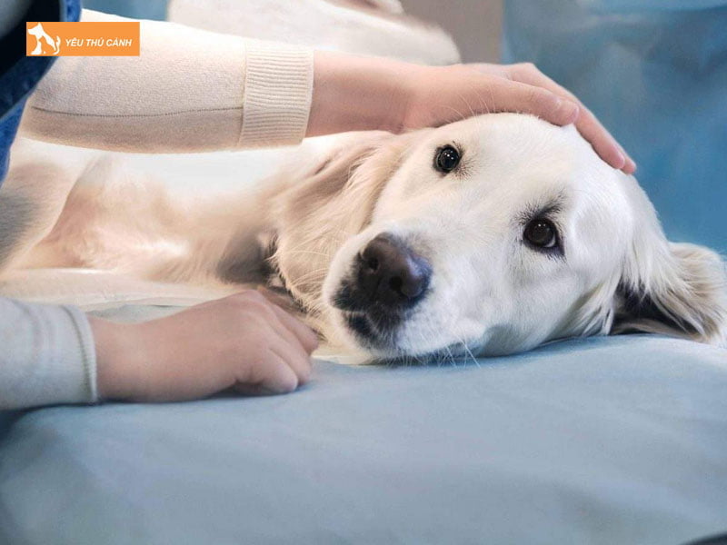 cham-soc-cho-the-nao-sau-khi-triet-san-tranh-thai-thucanh