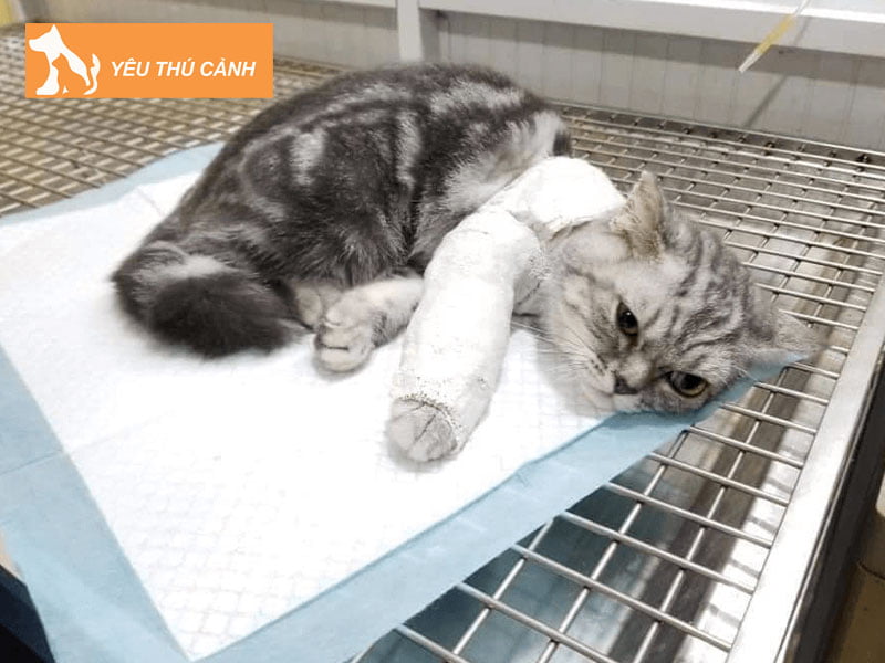 cham-soc-meo-khi-bi-gay-chan-gay-xuong-ran-xuong-thucanh