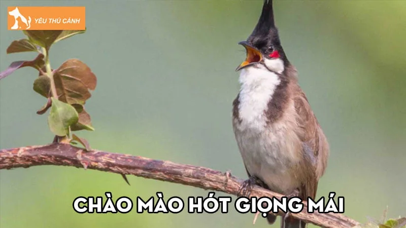 Chào mào hót giọng mái và cách khắc phục hiệu quả