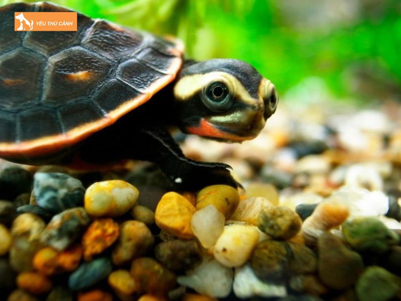 Che-do-an-cua-rua-bung-do-thucanh