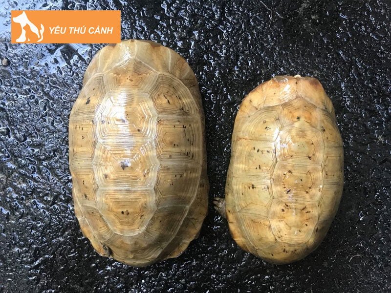 che-do-cham-soc-rua-nui-vang-tot-hien-nay-1-thucanh