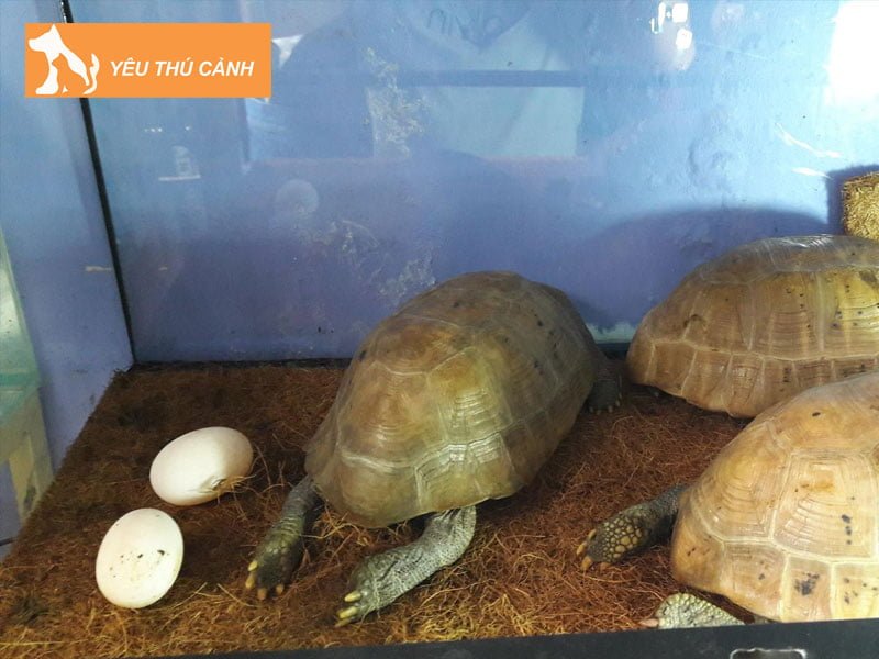 che-do-cham-soc-rua-nui-vang-tot-hien-nay-thucanh