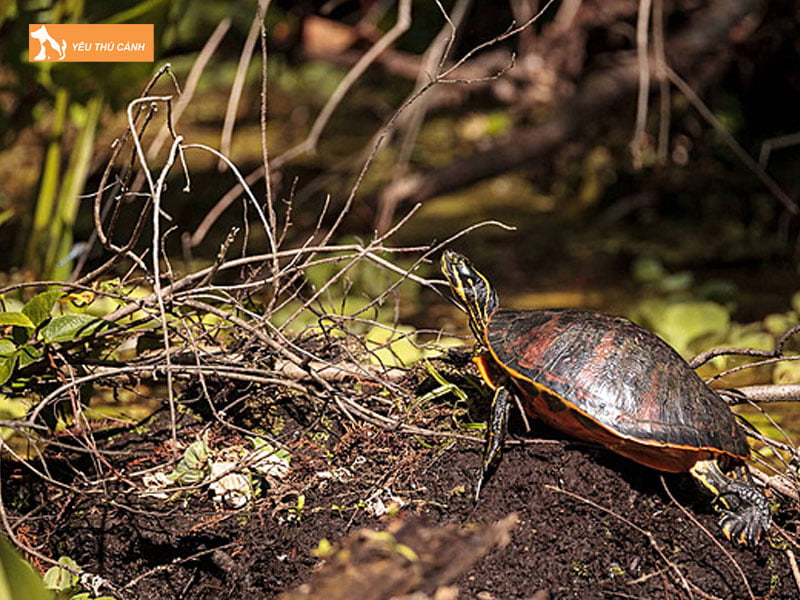 Che-do-phoi-nang-cho-florida-redbelly-turtle-thucanh
