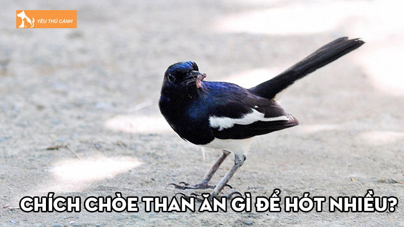 Chích chòe than ăn gì để hót nhiều? Làm sao để chúng siêng hót? Chích chòe than ăn gì để hót nhiều? Làm sao để chúng siêng hót?