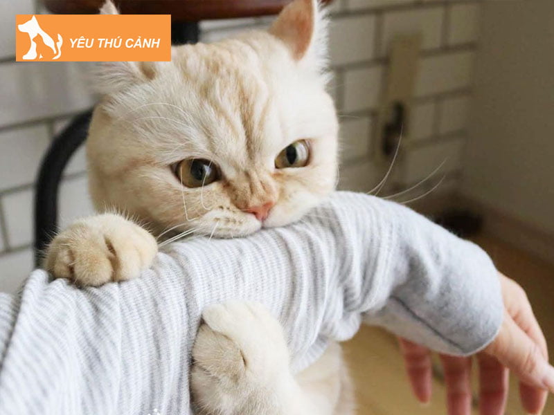 chich-ngua-meo-can-bao-nhieu-tien-1-thucanh