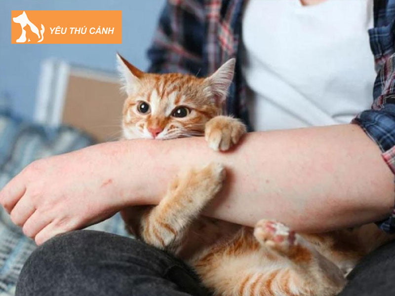 chich-ngua-meo-can-bao-nhieu-tien-thucanh