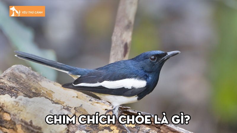 Chim chích chòe là gì? Đặc điểm và phân loại các giống nổi bật Chim chích chòe là gì? Đặc điểm và phân loại các giống nổi bật